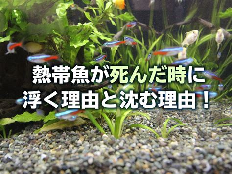 魚死掉埋葬|土葬？水葬？熱帯魚が死んでしまった時の処理方法を。